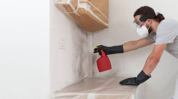 Professional Black Mold Removal technician working in Centreville, IL