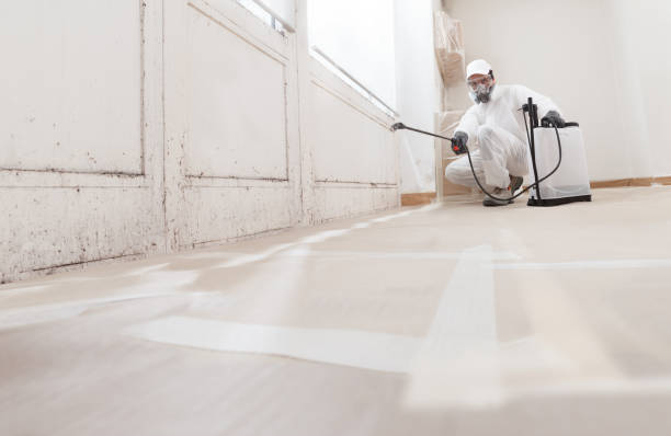 24/7 Emergency Black Mold Removal experts in Centreville, IL