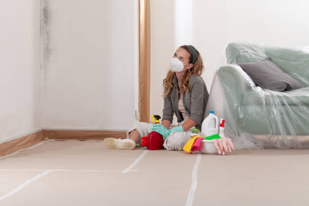 Reliable Basement Mold Removal contractor in Centreville, IL by Cheap Mold Removal