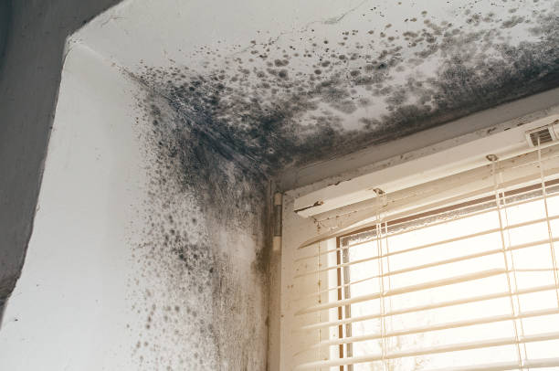 Affordable Basement Mold Removal solutions in Centreville, IL