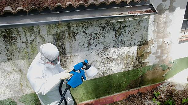 Trusted Black Mold Removal service in Centreville, IL - Cheap Mold Removal